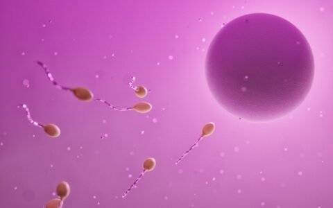 卵子买卖合法的代孕国家有哪些？